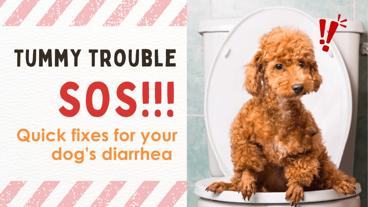 Poop Dilemma: What Should I Give My Dog for Diarrhea? - Unleash Wellness