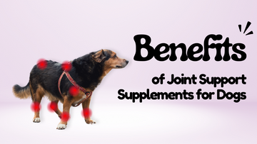 Benefits of Joint Support Supplements for Dogs
