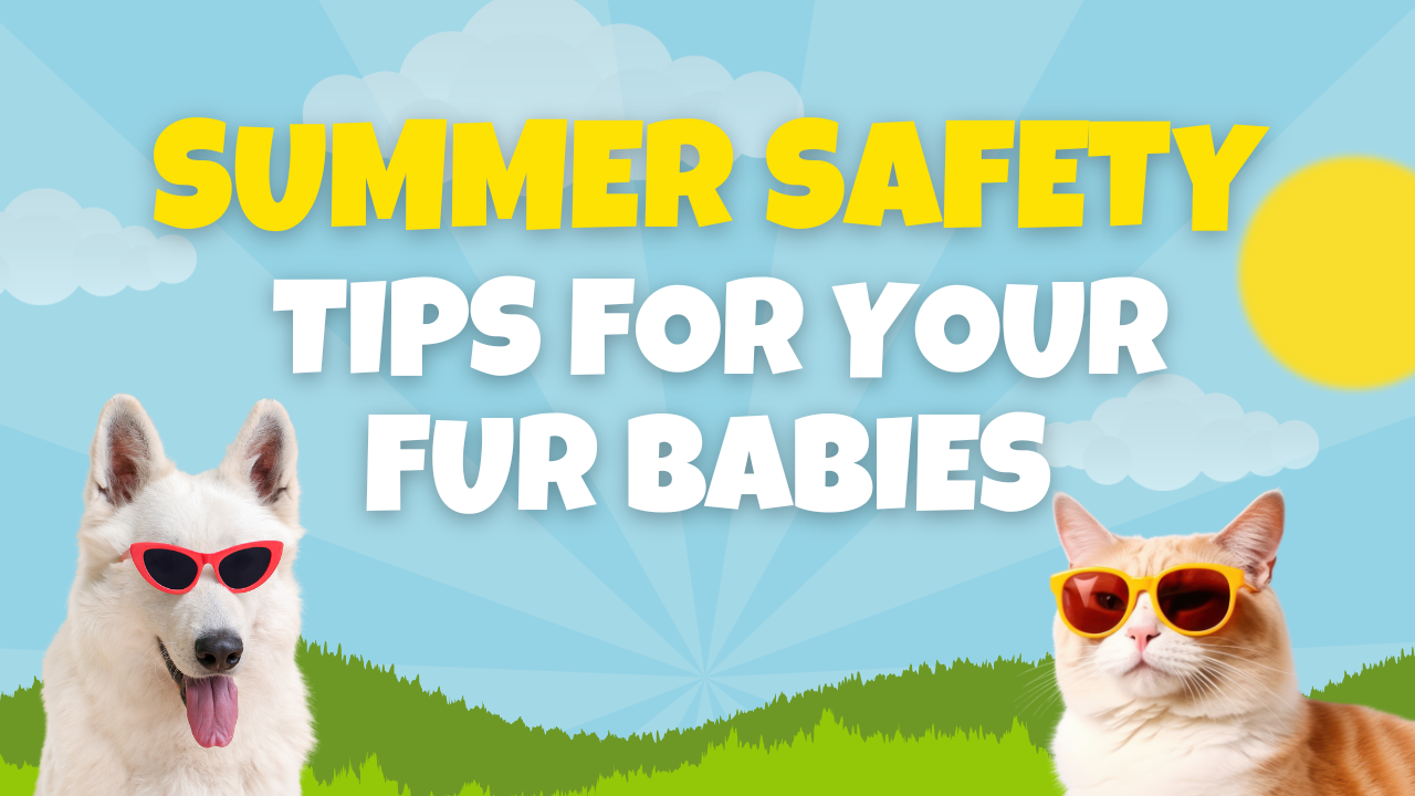 Summer Safety Tips for Your Fur Babies