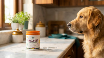Pet probiotic side effects in dogs - JOLLY GUT vet-approved guide