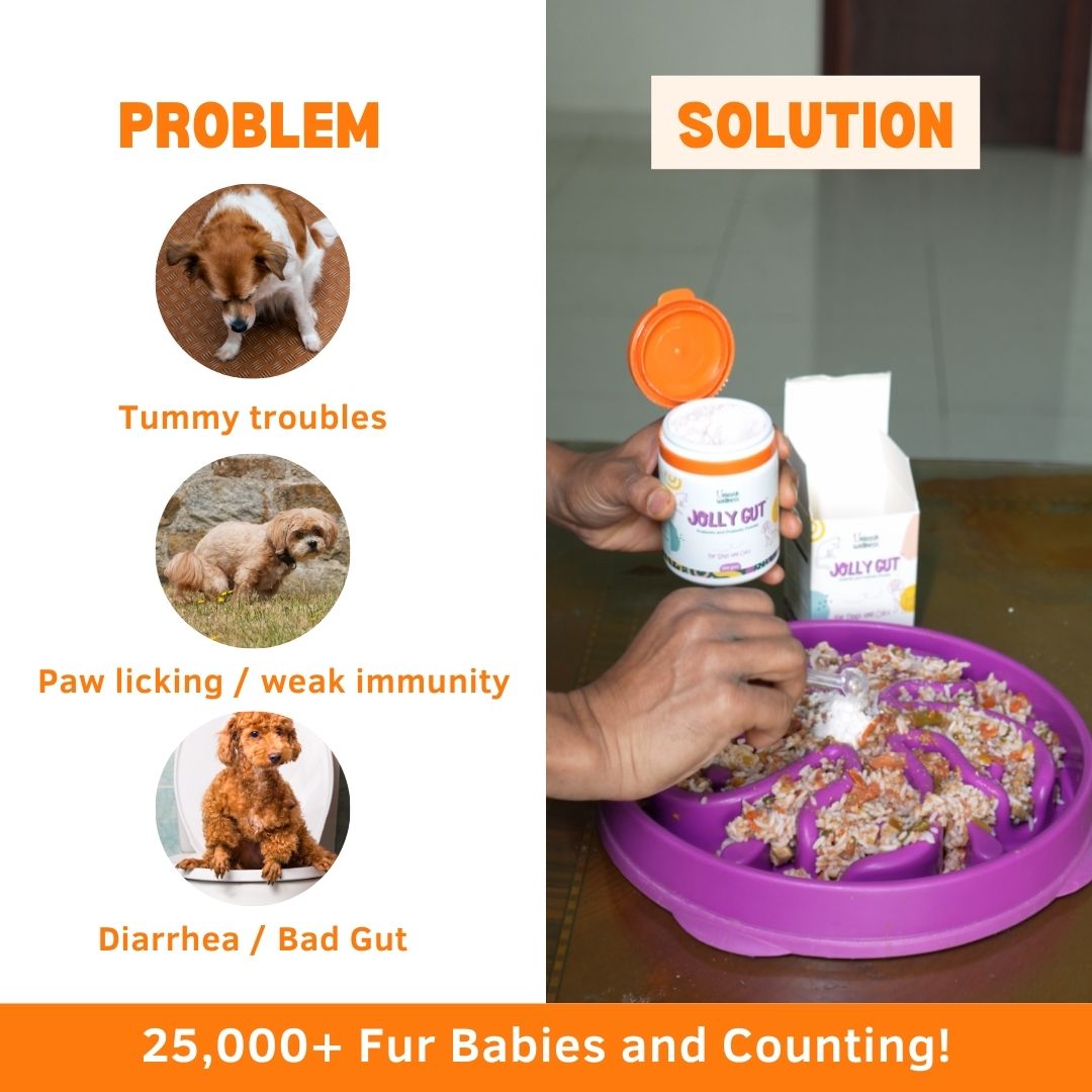 Jolly Gut® Pre Probiotics for Dogs Better Gut Heal