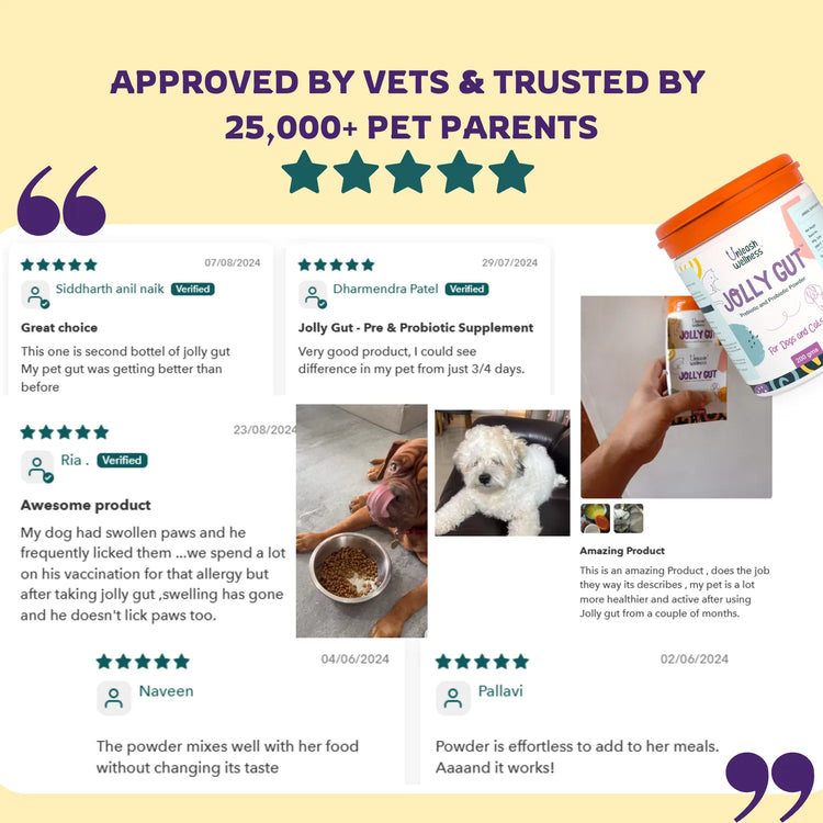 Jolly Gut prebiotic and probiotic powder for dogs and cats by Unleash Wellness, supports gut health and digestive wellness with visible customer reviews.